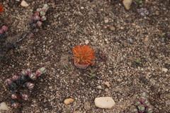 Crassula barklyi