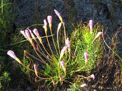 Oxalis polyphylla pentaphylla