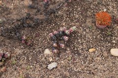Crassula barklyi