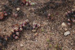 Braunsia maximilianii