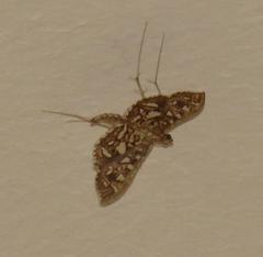 Nausinoe geometralis