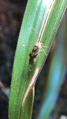 Lygus lineolaris