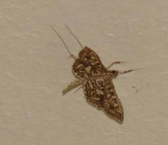 Nausinoe geometralis