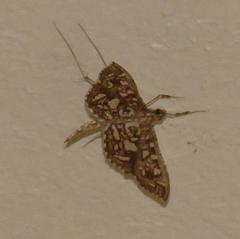 Nausinoe geometralis