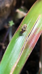 Lygus lineolaris