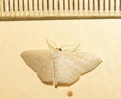 Scopula lactaria