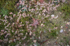 Adenogramma mollugo