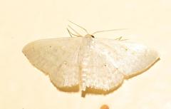 Scopula lactaria