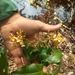 Zollernia glabra - Photo (c) L. J. T. Cardoso, some rights reserved (CC BY-NC), uploaded by L. J. T. Cardoso