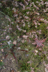 Adenogramma mollugo