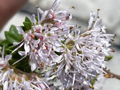 Agathosma ciliaris