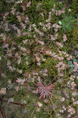 Adenogramma mollugo