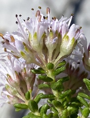 Agathosma ciliaris