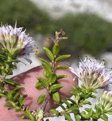Agathosma ciliaris