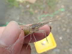 Macrobrachium nipponense