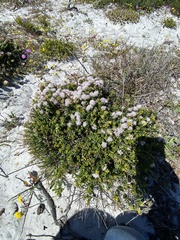 Agathosma ciliaris