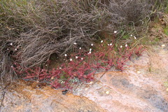 Drosera alba