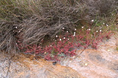 Drosera alba