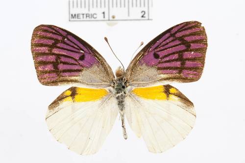 Malagasy Lilac Tip