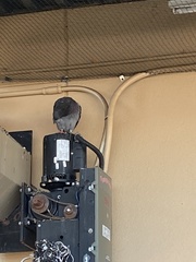 Columba livia