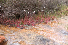 Drosera alba
