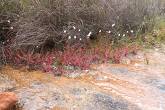 Drosera alba