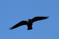Corvus monedula