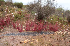 Drosera alba