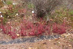 Drosera alba