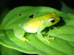 Sphaenorhynchus lacteus