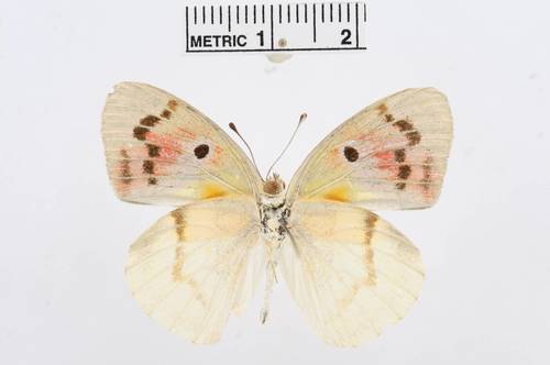 Malagasy Lilac Tip