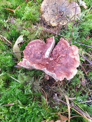 Hydnellum lundellii