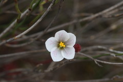 Drosera alba