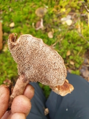 Hydnellum lundellii