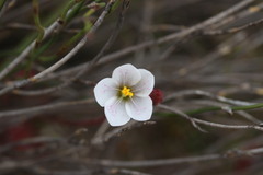 Drosera alba