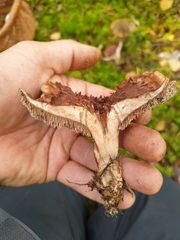 Hydnellum lundellii