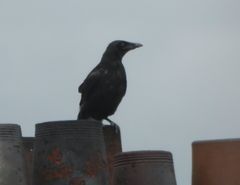 Corvus corone