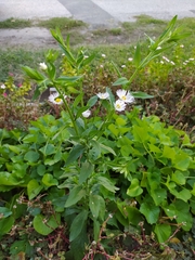 Erigeron annuus