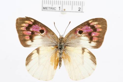 Malagasy Lilac Tip