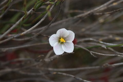 Drosera alba