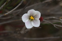 Drosera alba