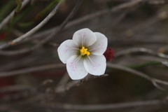Drosera alba