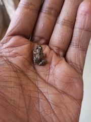 Phrynobatrachus minutus