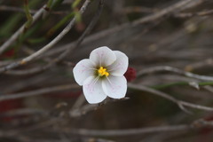 Drosera alba