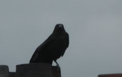 Corvus corone