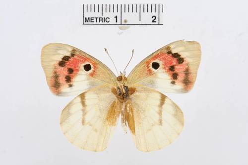 Malagasy Lilac Tip