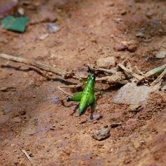 Chloropseustes