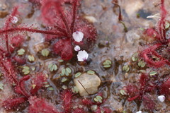 Utricularia brachyceras