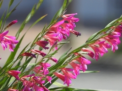 Gladiolus communis byzantinus