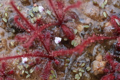 Utricularia brachyceras